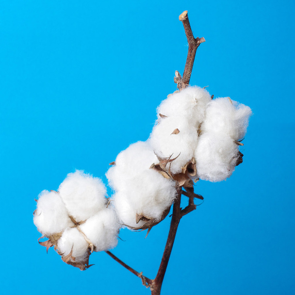 心地よさの概念綿工場支店静物 - 写真・画像