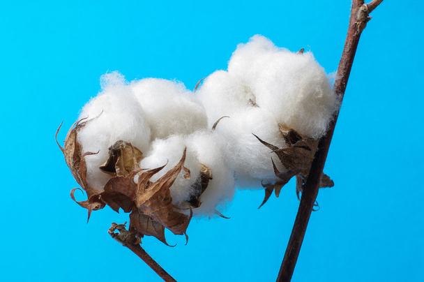 Cotton plant close up - Photo, Image