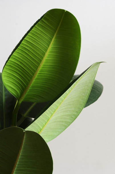 grandi foglie verdi di ficus su un neutro
 - Foto, immagini