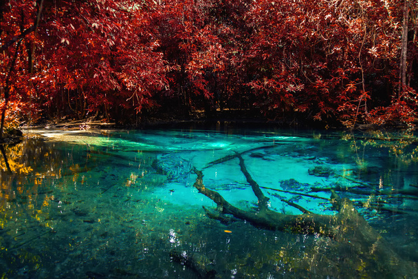 Nature incroyable, étang bleu dans la forêt d'automne
. - Photo, image
