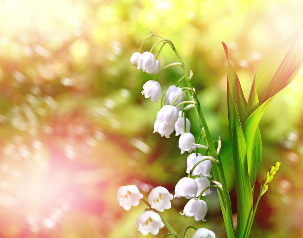 Bahar manzarası. çiçekleri vadideki zambak - Fotoğraf, Görsel
