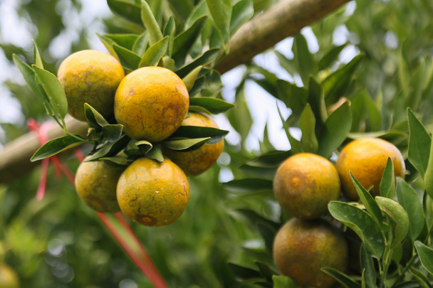 fruta fresca de naranja en el huerto, fruta limpia o fondo de fruta popular, fruta de mercado de la huerta agrícola, fruta fresca en la naturaleza
 - Foto, Imagen