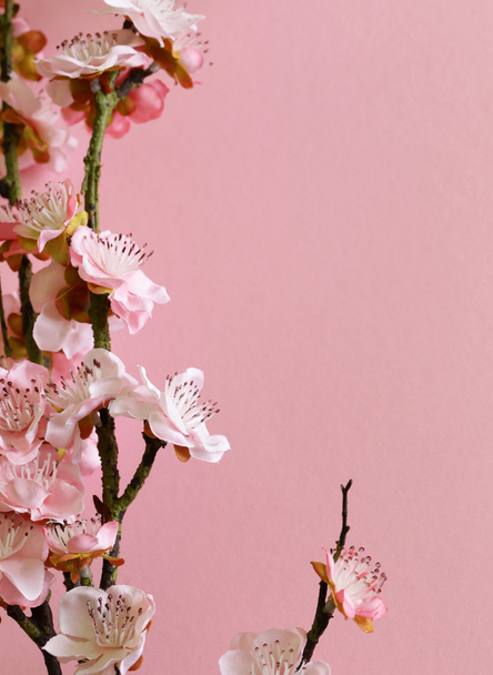 цветущие ветви вишни (сакуры) на розовом фоне
 - Фото, изображение
