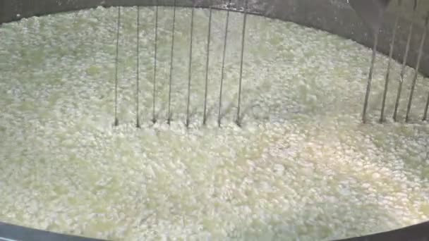 Gouda cheese making from raw milk - Footage, Video
