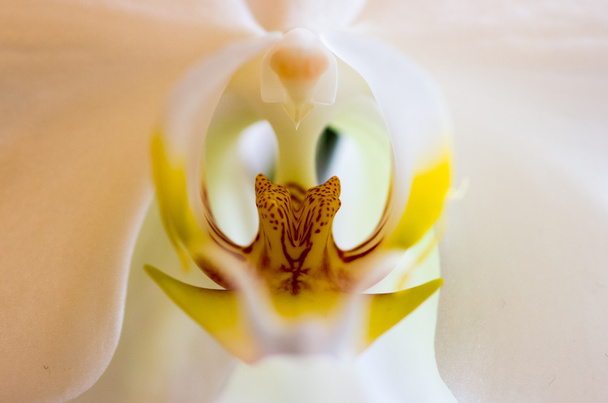 beautiful Phalaenopsis orchid flower - Foto, Imagen