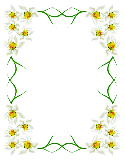 flores de primavera nevadas aisladas sobre fondo blanco
 - Foto, imagen