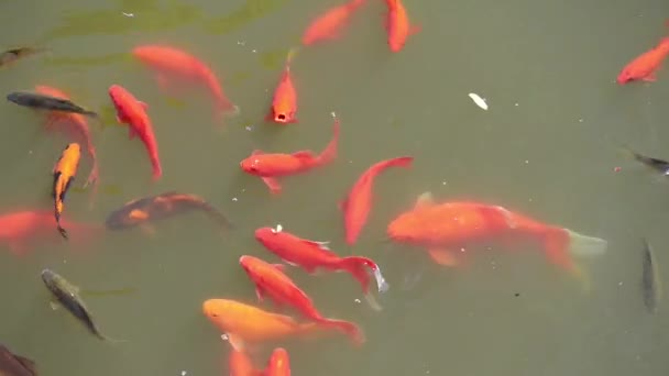 Koi son un grupo de peces que son ornamentales
 - Metraje, vídeo