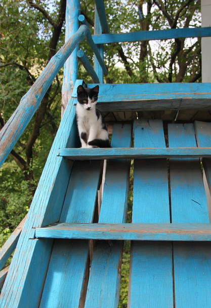 Милая кошка на голубой лестнице
 - Фото, изображение