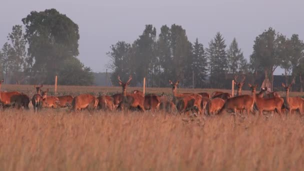 Manada de ciervos machos y hembras cultivados en cautiverio en pastos. 4K
 - Metraje, vídeo