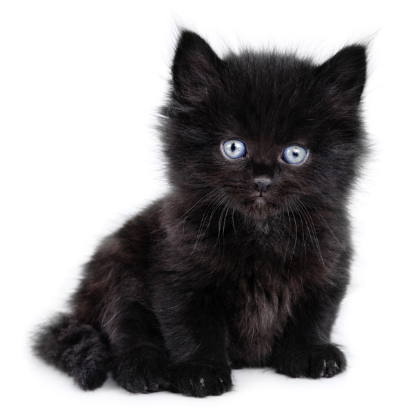 Musta pieni kissanpentu istuu alas
 - Valokuva, kuva