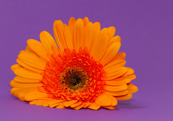 One single gerbera flower - Zdjęcie, obraz