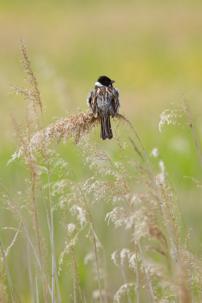 A sedge warbler - Photo, Image