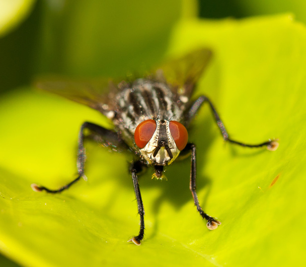 Una mosca doméstica
 - Foto, imagen