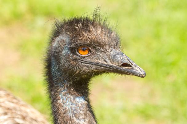 Um close-up de um emu
 - Foto, Imagem