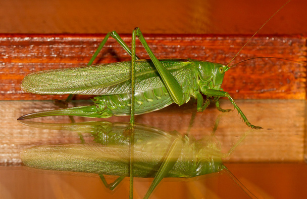 A grasshopper - Photo, Image