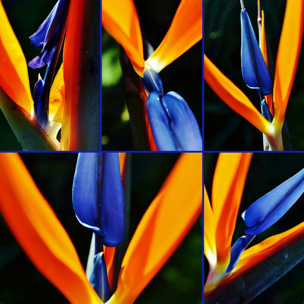 collage stelitzia reginae
 - Foto, immagini