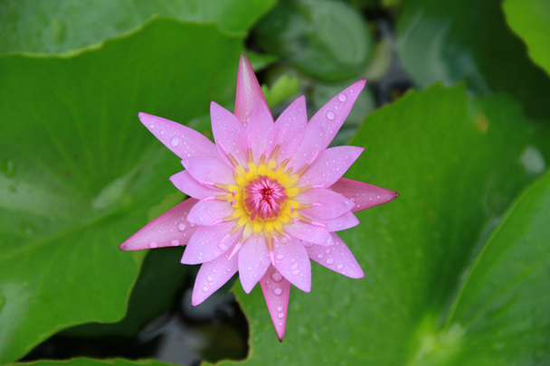 Pink Lotus flower top view in the pool has some drop water on the petal, symbol of purity and Buddhism - Photo, Image