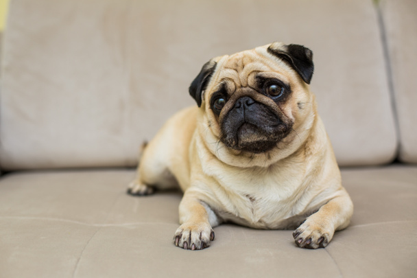 мила собака мопса цуценя
 - Фото, зображення