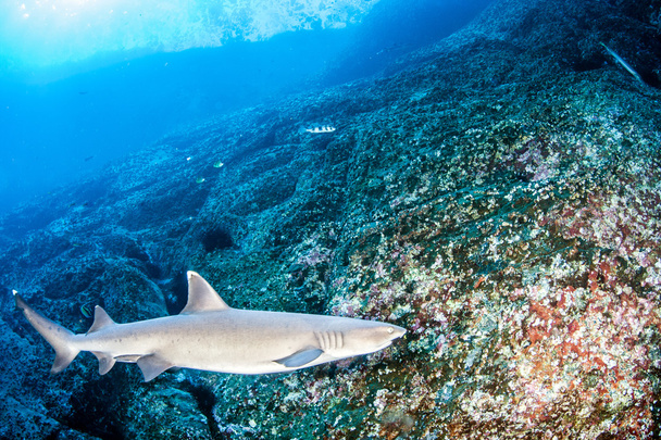 Tip Tip Tiburón de arrecife blanco
 - Foto, imagen