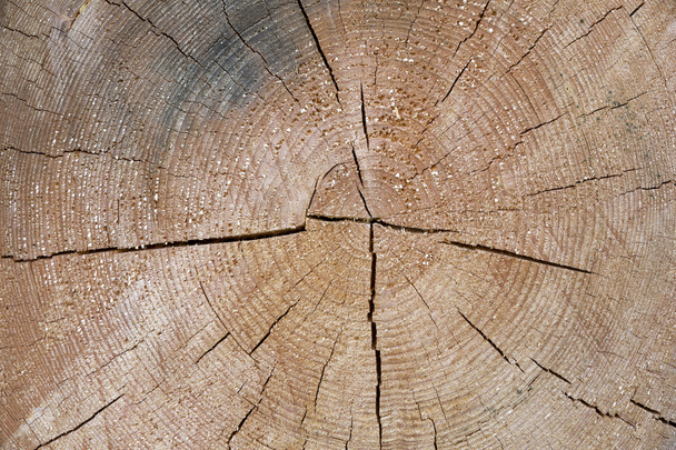 Sección transversal del tronco del árbol con anillos anuales - Foto, Imagen