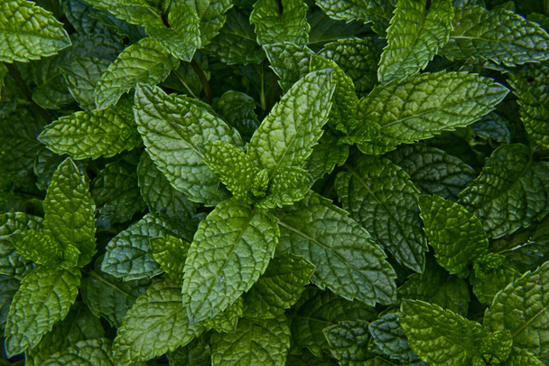Peppermint - Photo, Image