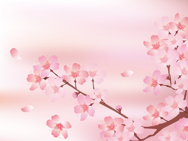 Frühling Kirschblüte Hintergrund - Vektor, Bild
