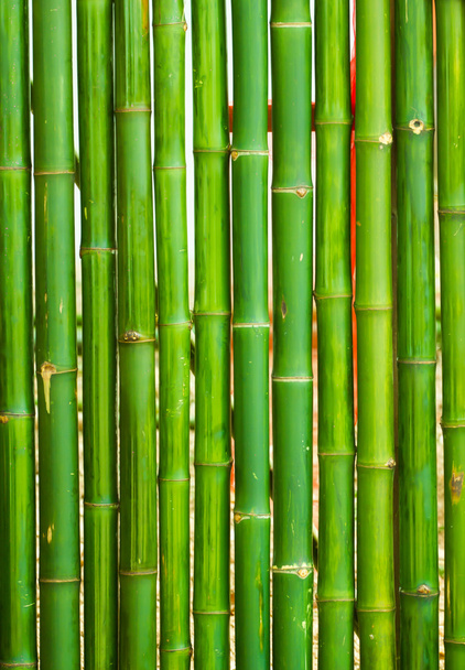 Bambù disposti in uno sfondo verticale
 - Foto, immagini