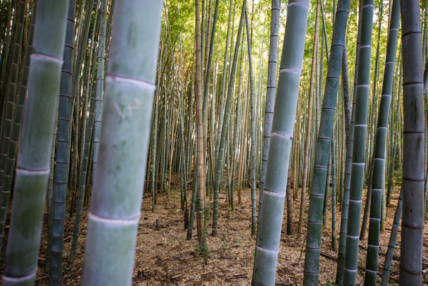 Zbliżenie z drzewa bambusowego - Zdjęcie, obraz