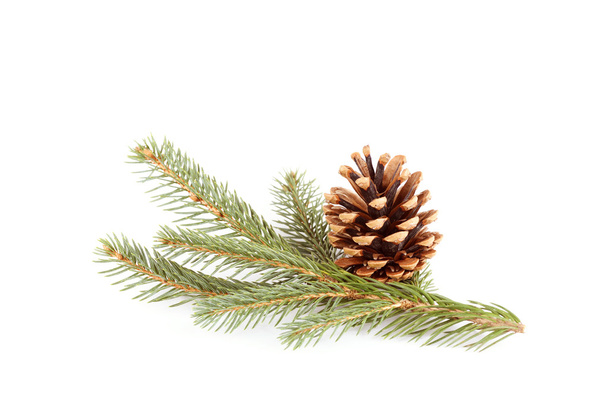 Pine branch with cone isolated on white - Foto, Imagem