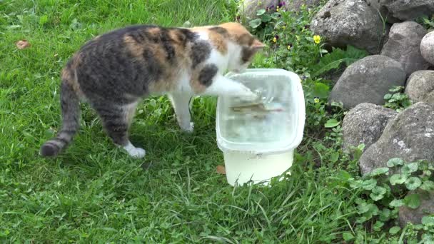 Cat fail catching fish from plastic bowl with water. Hungry cute pet hunt prey. Closeup. 4K - Footage, Video