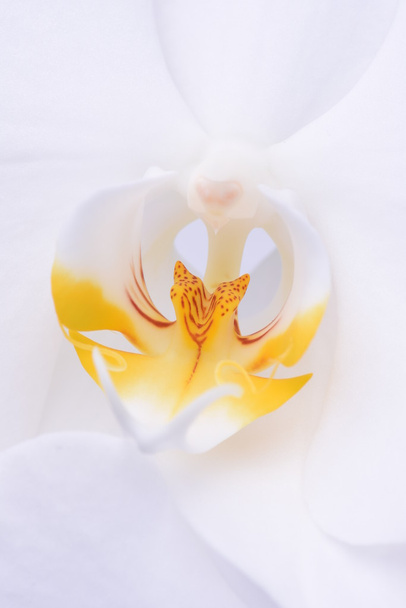 Macro of white orchid flower - Fotografie, Obrázek