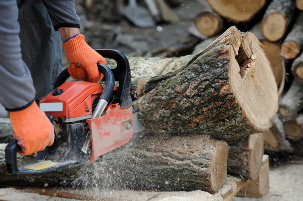 Chainsaw and tree - Photo, Image