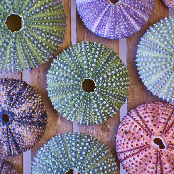 green sea urchin closeup - Zdjęcie, obraz
