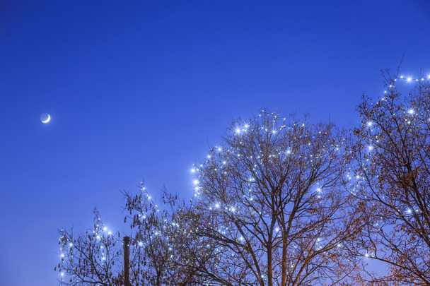 Advent anda ışıklı treetop - Fotoğraf, Görsel