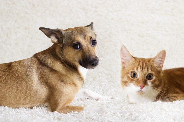 Katze und Hund - Foto, Bild