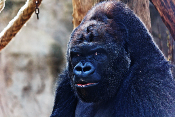 Dühös fekete gorilla - Fotó, kép