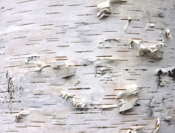 closeup Σημύδα φλοιός υφή, φυσικό υπόβαθρο χαρτί - Φωτογραφία, εικόνα