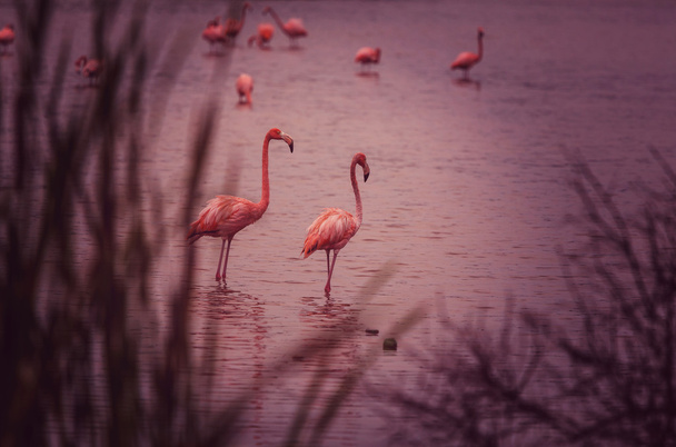 Różowe flamingi w Meksyku - Zdjęcie, obraz