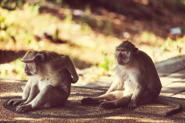 Little monkeys in Indonesia - Фото, зображення