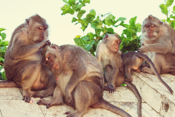 Pequeños monos en Indonesia
 - Foto, Imagen