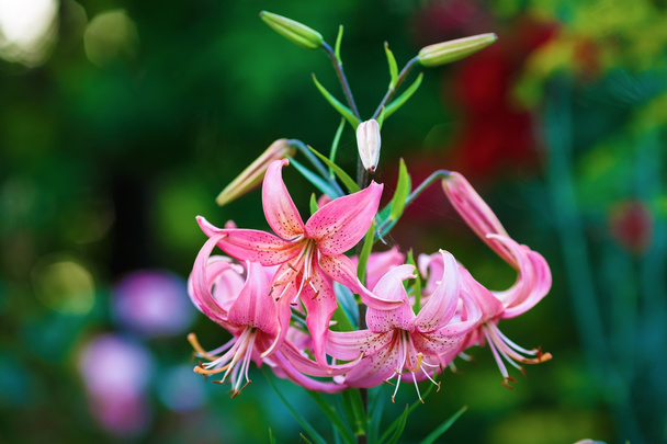 Amaryllis in bloom - Photo, Image