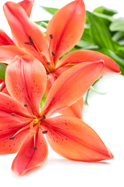 Beautiful fresh pink/red lily flowers, isolated on white - Photo, Image