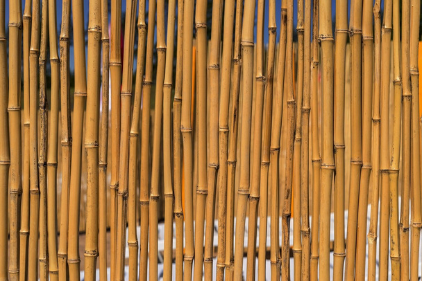 recinzione protettiva da bastoni di un bambù secco
 - Foto, immagini