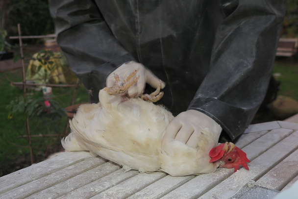 Vet working on chicken farm with a hen  - Photo, Image