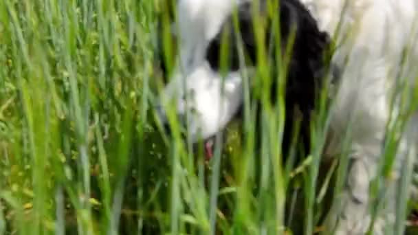 Dog is eating grass in the field - Footage, Video