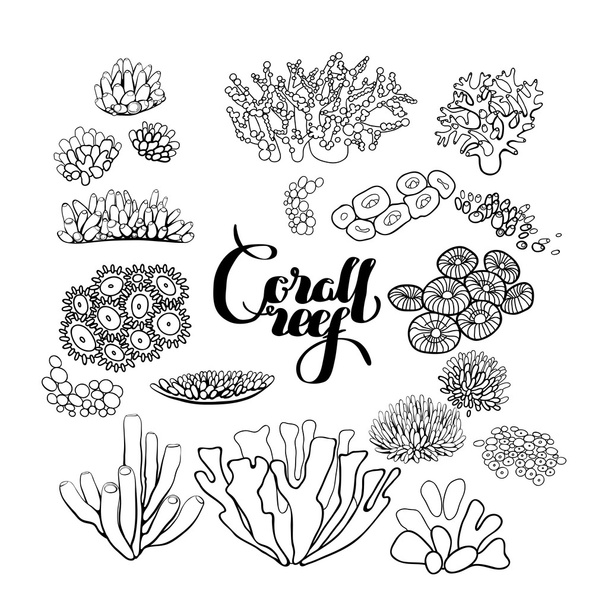Collection of  coral reef  elements - Vector, Image
