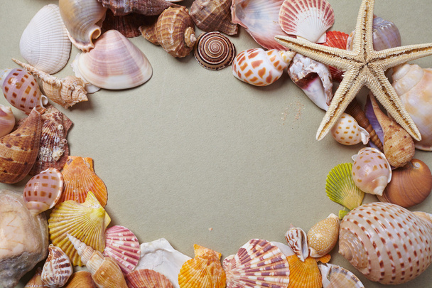 güzel deniz kabukları - Fotoğraf, Görsel