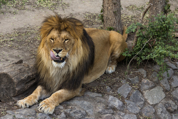 Lion mâle lèche ses lèvres
 - Photo, image
