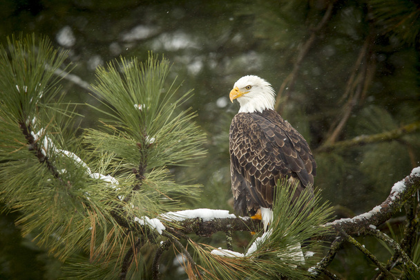 Лысый орлан на снежном дереве
. - Фото, изображение