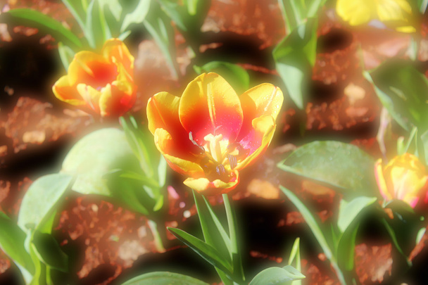 Puha virág háttér - Fotó, kép
